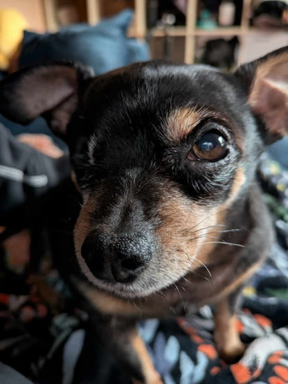 Domo individualus pakabuko užsakymas