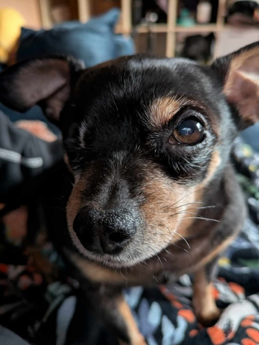 Domo individualus pakabuko užsakymas